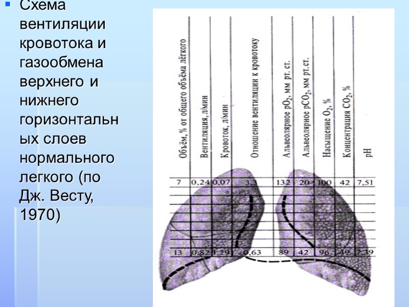 Схема вентиляции кровотока и газообмена верхнего и нижнего горизонтальных слоев нормального легкого (по Дж.